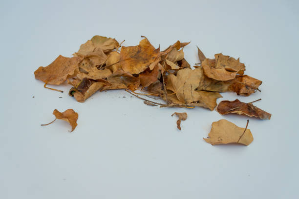 istock Pile of Autumn leaves two 1028766174