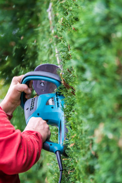 istock Gardeners cut big conifers with a hedge trimmer 1028769534