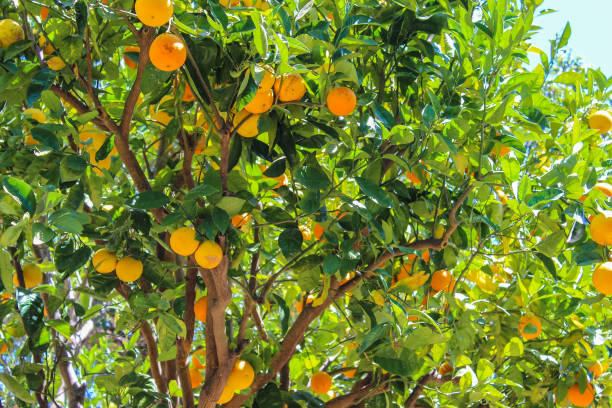 istock Californian Orange Grove 1028771902