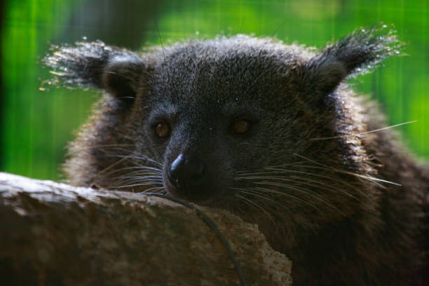 istock Close up of Binturong (bear cat) face 1028772520