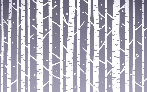 ilustraciones, imágenes clip art, dibujos animados e iconos de stock de abedul árbol de invierno de antecedentes - abedul