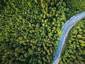Aerial top view of summer green trees in forest with a splendid mountain river