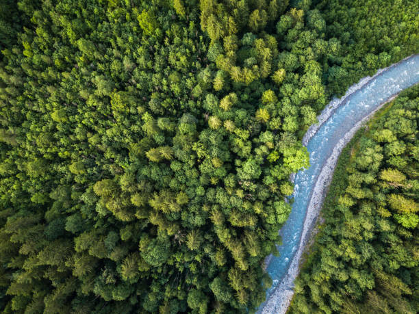 Aerial top view of summer green trees in forest with a splendid mountain river Aerial top view of summer green trees in forest with a splendid mountain river in Swiss Alps engelberg photos stock pictures, royalty-free photos & images