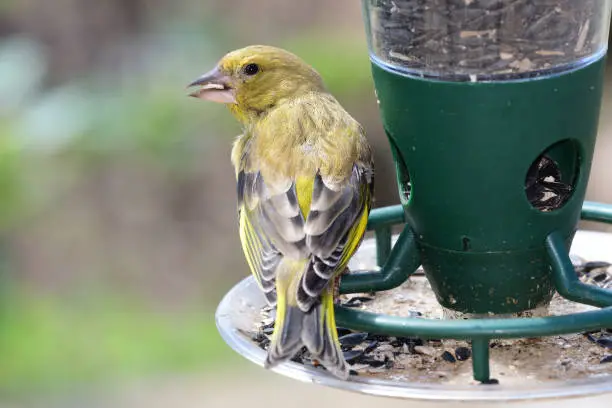 Close up of a greenfinch (chloris chloris) eating sunflower seeds on a bird feeder