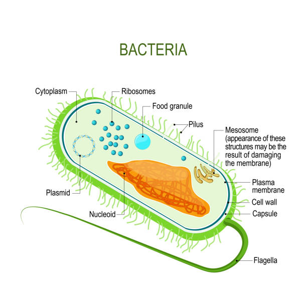 細菌の細胞の構造。原核生物の解剖学. - prokaryotic cell点のイラスト素材／クリップアート素材／マンガ素材／アイコン素材