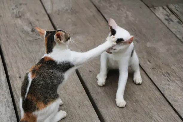 Two cat playing together