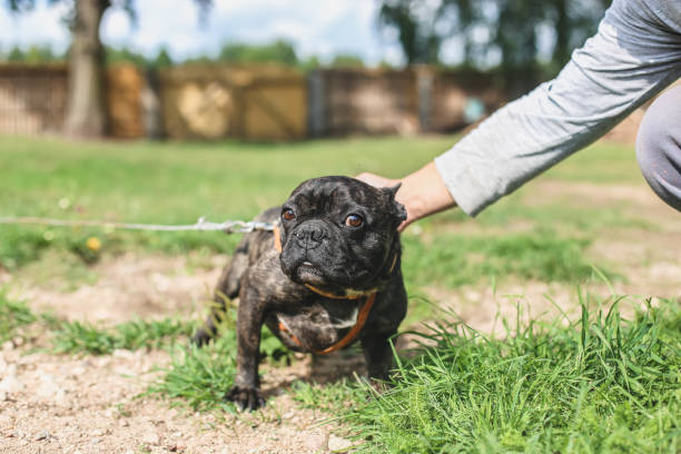 istock black french bulldog on a walk 1028783036