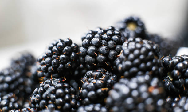 istock plenty of fresh blackberries 1028783194