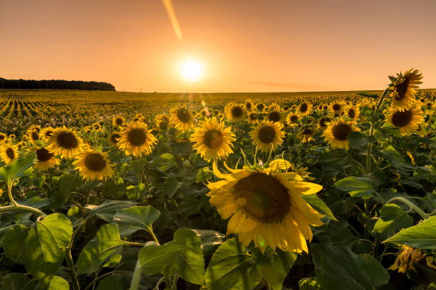 istock Fields of sunflowers at sunset. 1028783440