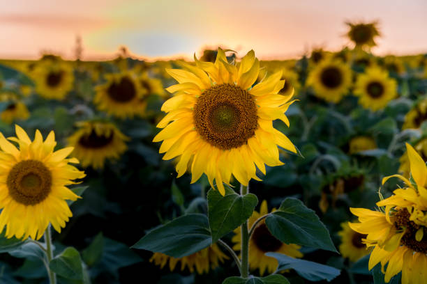 istock Fields of sunflowers at sunset. 1028783516