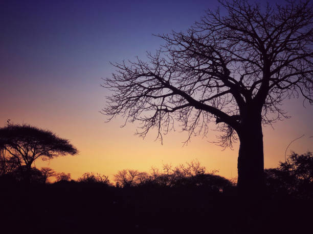 Baobab tree and acacia tree at sunset, Ruaha National Park,Tanzania Beautiful landscape with  trees in Ruaha National Park. africa sunset ruaha national park tanzania stock pictures, royalty-free photos & images