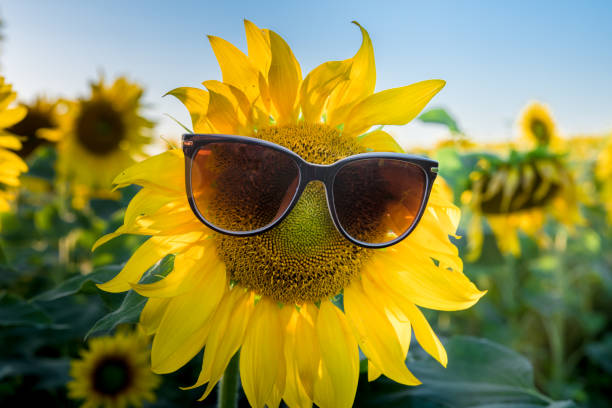 istock Sunflower in sunglasses. 1028789818