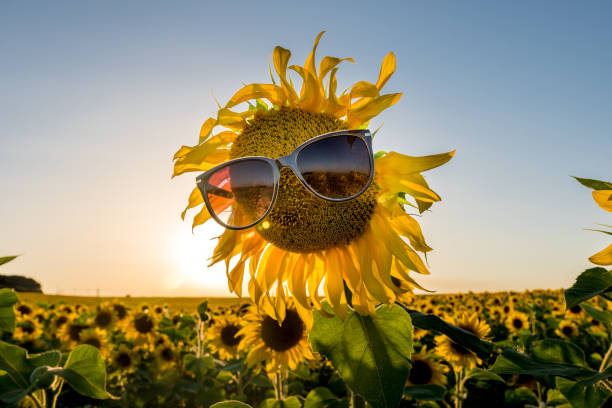 istock Sunflower in sunglasses. 1028789820