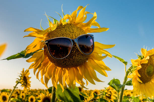 istock Sunflower in sunglasses. 1028789824