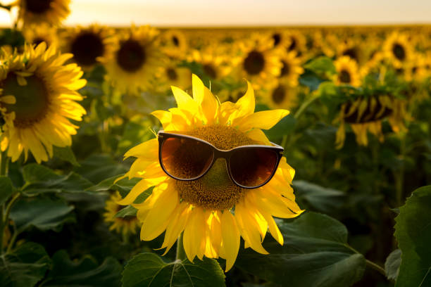 istock Sunflower in sunglasses. 1028789838