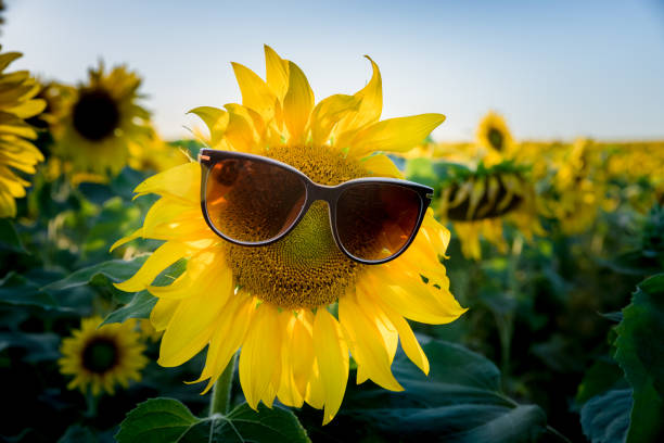 istock Sunflower in sunglasses. 1028789860