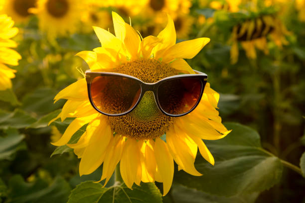 istock Sunflower in sunglasses. 1028789870