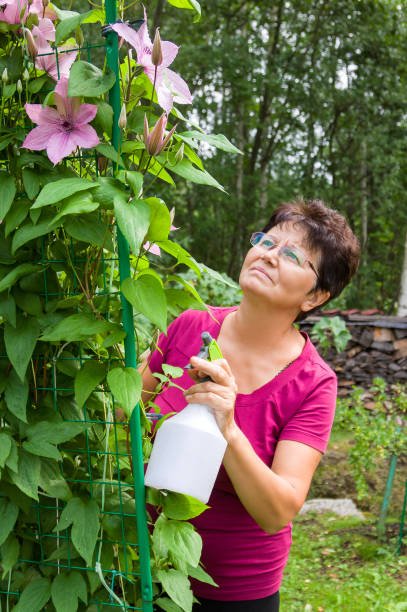 starsza samica opiekująca się roślinami, rozpylająca roślinę czystą wodą z butelki - senior women rose women flower bed zdjęcia i obrazy z banku zdjęć