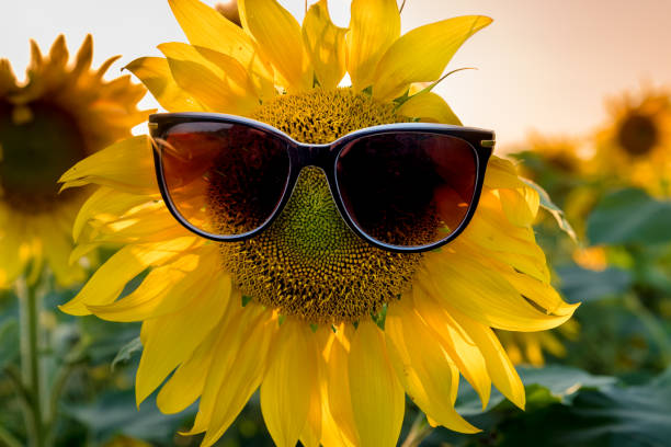 istock Sunflower in sunglasses. 1028790416