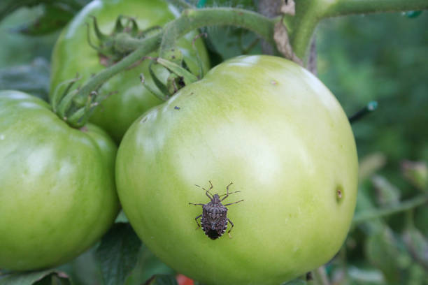 istock Brown Marmorated shield bug on tomato in the vegetable garden. 1028790710