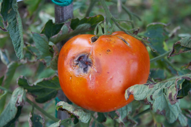 istock Tomatoes on plant with disease. 1028794214