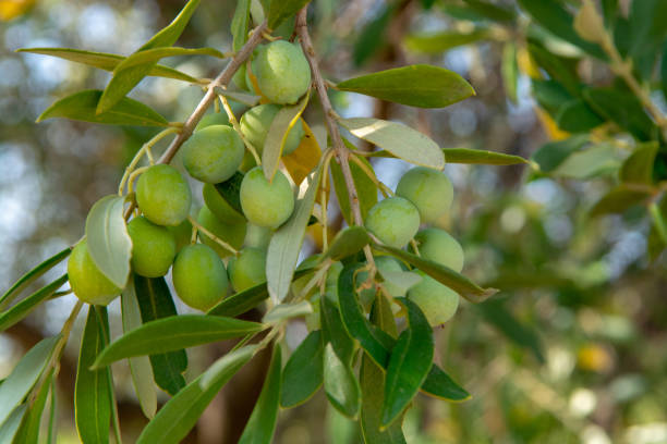 istock Green ripe olives growing on olive tree 1028795104