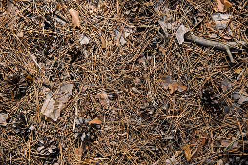 Textured background of the fall forest floor of pine needles, cones and dry leaves. Beginning of autumn