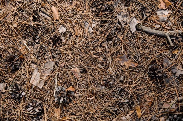 Textured background of the autumn forest floor Textured background of the fall forest floor of pine needles, cones and dry leaves. Beginning of autumn forest floor stock pictures, royalty-free photos & images