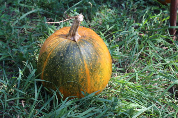 istock Ripe pumpkin in the garden 1028806356