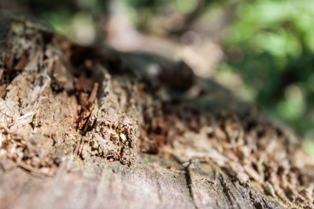 istock Deatil of old chopped down wood 1028806878