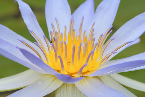 istock Beautiful lotus flower. 1028809492