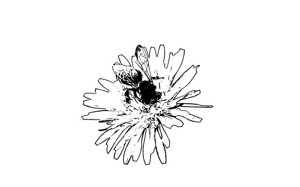 пчела на цветке - getty stock illustrations