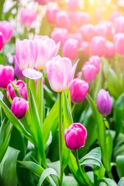 istock Beauty tulips. 1028810488