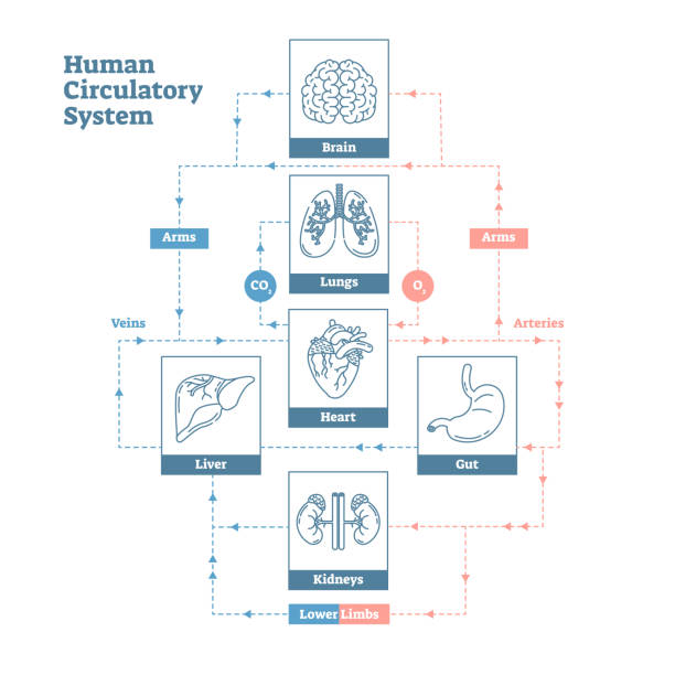 Inner Circulation Blood Circulation Diagram Silhouettes Illustrations, Royalty-Free ...