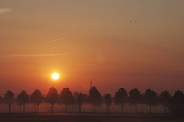 Country sunrise scene with misty orchard in perspective