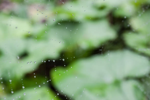 istock Waterdrops of rain in spider net 1028818744
