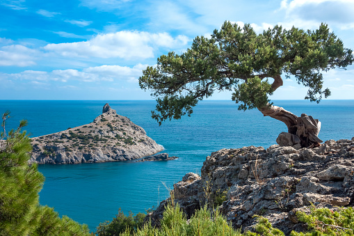 Crimean pine on a cliff overlooking the sea