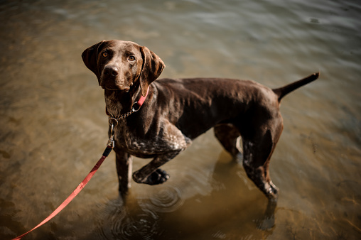 Cute brown dog with a red collar standing in the lake water and looking up with big brown eyes