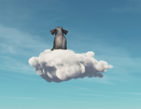 Elephant stays on a cloud. This is a 3d render illustration