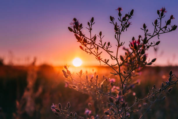 istock Autumn Wild Flowers In Sunset Sunrise Sunlight. 1028827666