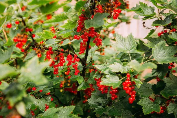 Redcurrant Or Red Currant Ribes Rubrum Branch. Growing Organic Berries In Garden. Ripe Currant Berries In Fruit Garden.