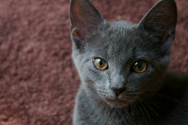 Close up of a grey Russian blue cat with brown eyes.