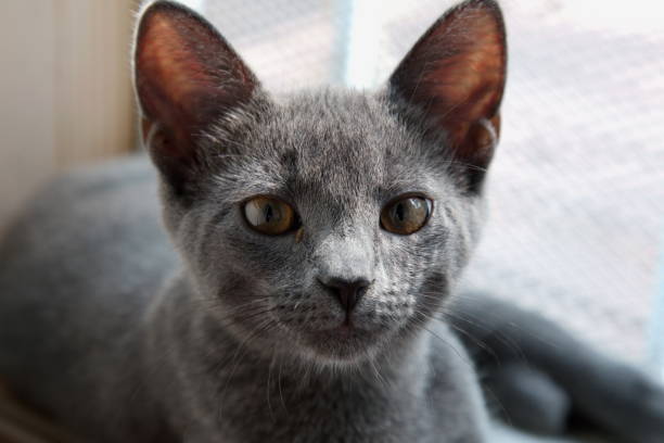 istock Close up of a grey Russian blue cat. 1028838628