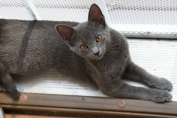 istock Close up of a grey Russian blue cat. 1028840996
