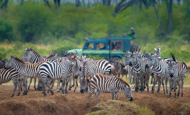 Zebras at Great Migration