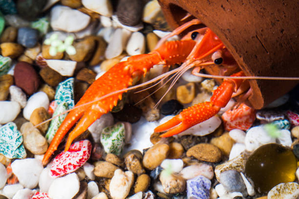 istock Crayfish on the colorful stone in the water. 1028841948