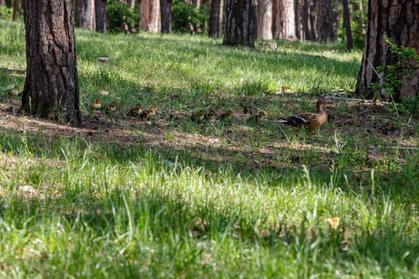 istock duck with ducklings move to the pond 1028842248