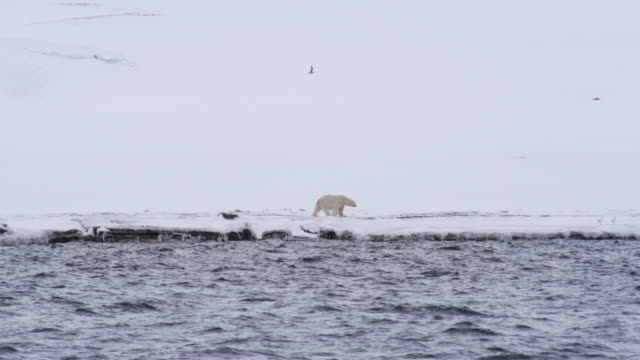 Polar Bear walking on snow covered shore, Svalbard Island, Norway