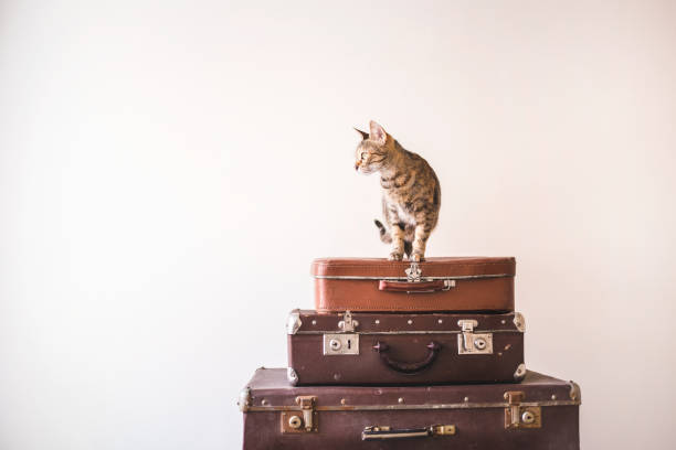 Curious Cat sits on vintage suitcases against the backdrop of a light wall. Rustic Retro Style stock photo