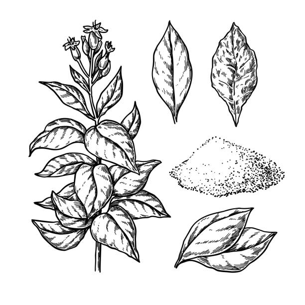 illustrazioni stock, clip art, cartoni animati e icone di tendenza di disegno vettoriale del tabacco. pianta con fiori, foglie fresche e secche. botanico - tobacco
